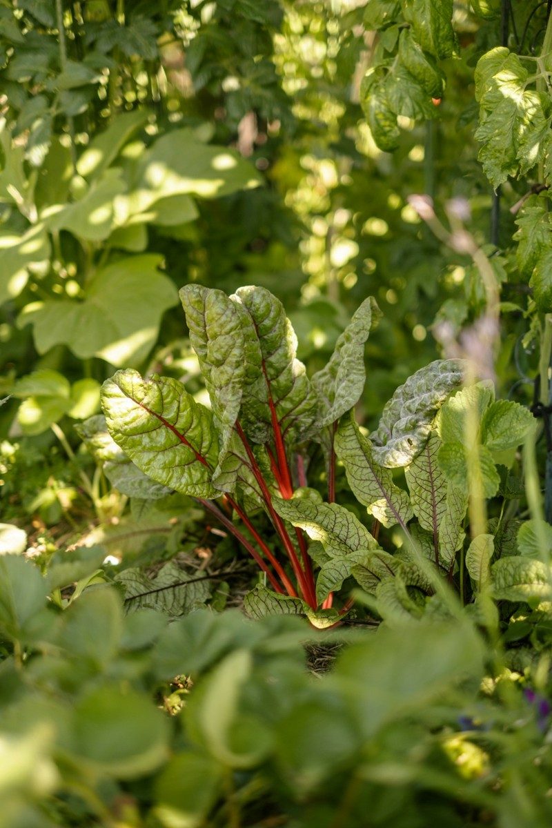 Mangold mit roten Stielen und großen grünen Blättern im Beet