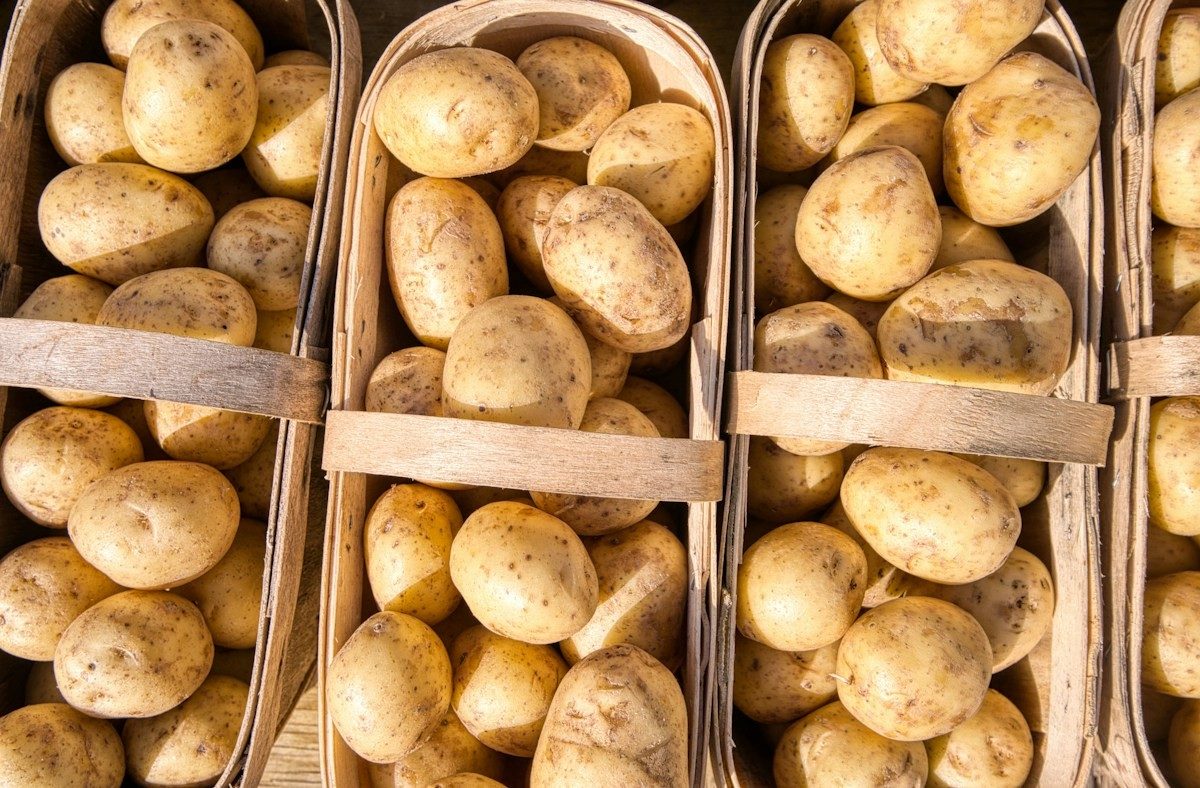 Kartoffeln mit heller Schale in mehreren Spankörben nebeneinander