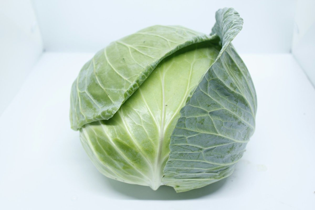 Ein ganzer Kopf Weißkohl mit glatten, hellgrünen Blättern auf weißem Grund